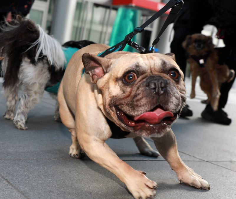 Market Street Pack Walk